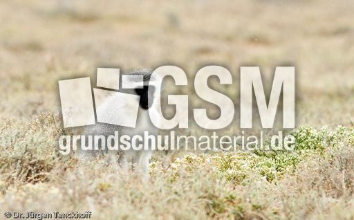 Grüne Meerkatzen (39 von 67).jpg